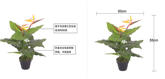 迷你12叶2花天堂鸟