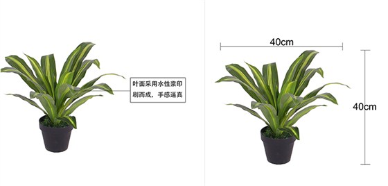 15叶单枝新黄心巴西